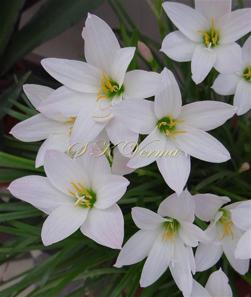  Flowers (Upper view)